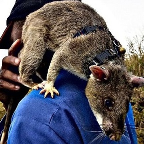 Гигантская гамбийская крыса, или крыса гамби