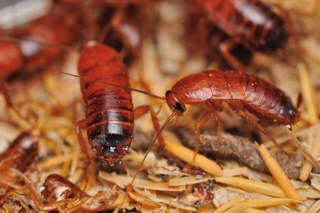 Где живут тараканы в доме. как найти их гнездо, на что обратить внимание?
