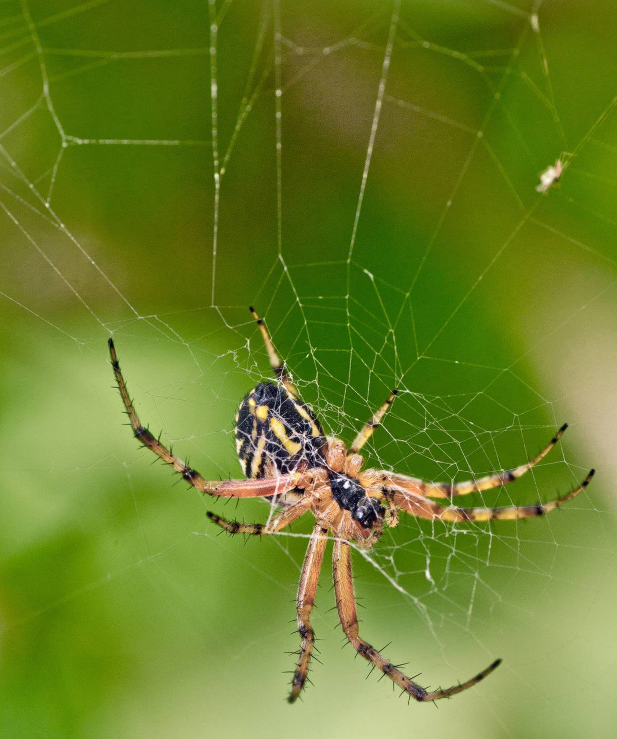 Ядовитые пауки россии – фото, названия и описание