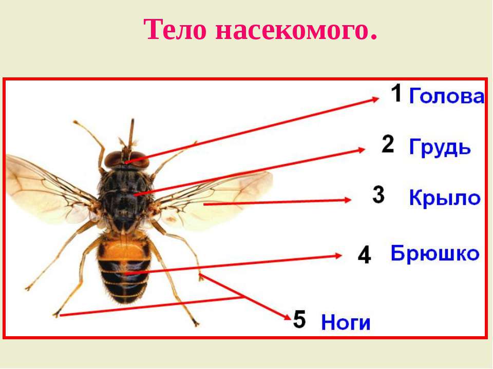 Муха огэ. Муха ЦЕЦЕ строение. Внешнее строение насекомых насекомых. Внешнее строение насекомых Муха. Муха (насекомое) строение.