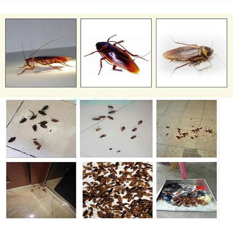 Откуда появляются большие черные тараканы в квартире и как от них избавиться?