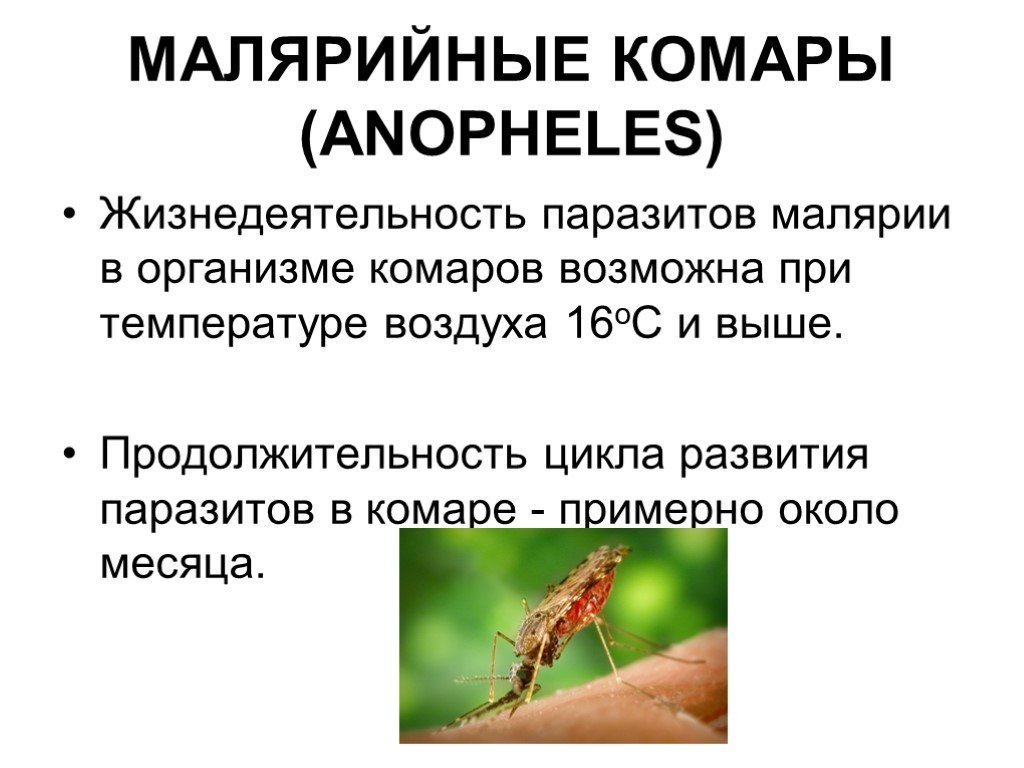 Малярийный комар: фото, чем опасен, что делать при укусе
