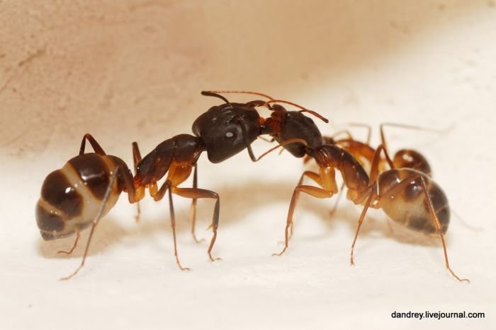 Интересные факты о муравьях, анатомия, виды, питание, размножение, устройство муравейника – удивительные факты