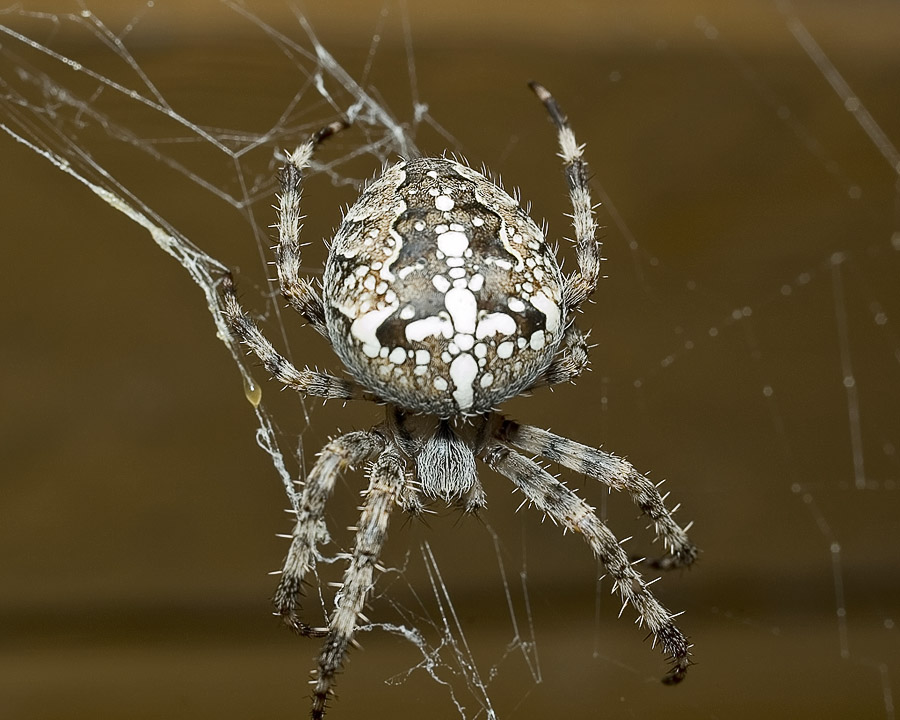 Опасен ли паук-крестовик для человека: где охотится и обитает паукообразное, каковы последствия укуса