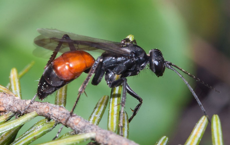 Дорожные осы: опасен ли укус маленького хищника