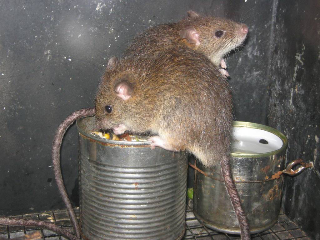 Чем кормят домашних крыс: как выбрать корм, какие фрукты и овощи давать, белковые корма и список запрещенных продуктов