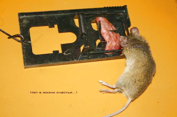 Ловушки для мышей своими руками: как сделать и использовать?