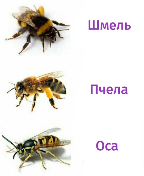 Разница между пчелой и шмелем