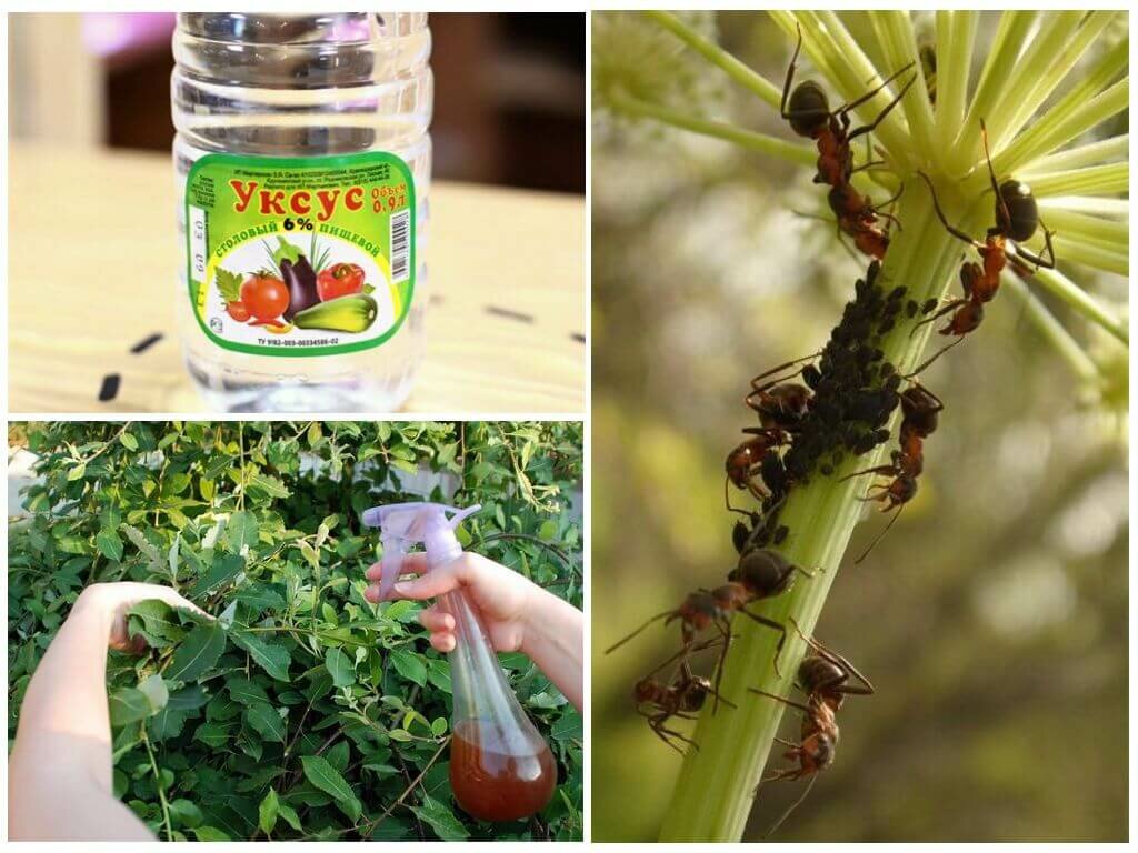 Как избавиться от муравьев в домашних условиях уксусом