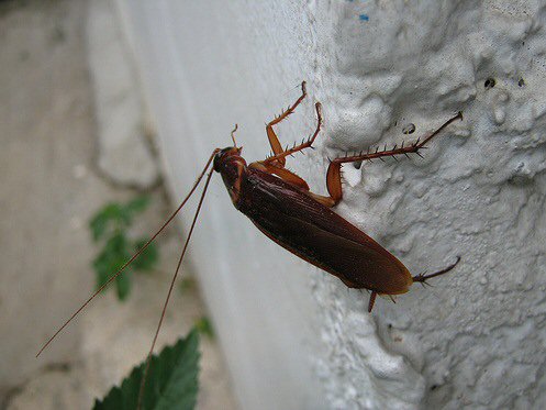 Летающие тараканы: правда или вымысел