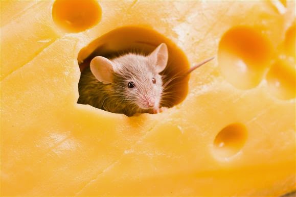 Едят ли мыши сыр