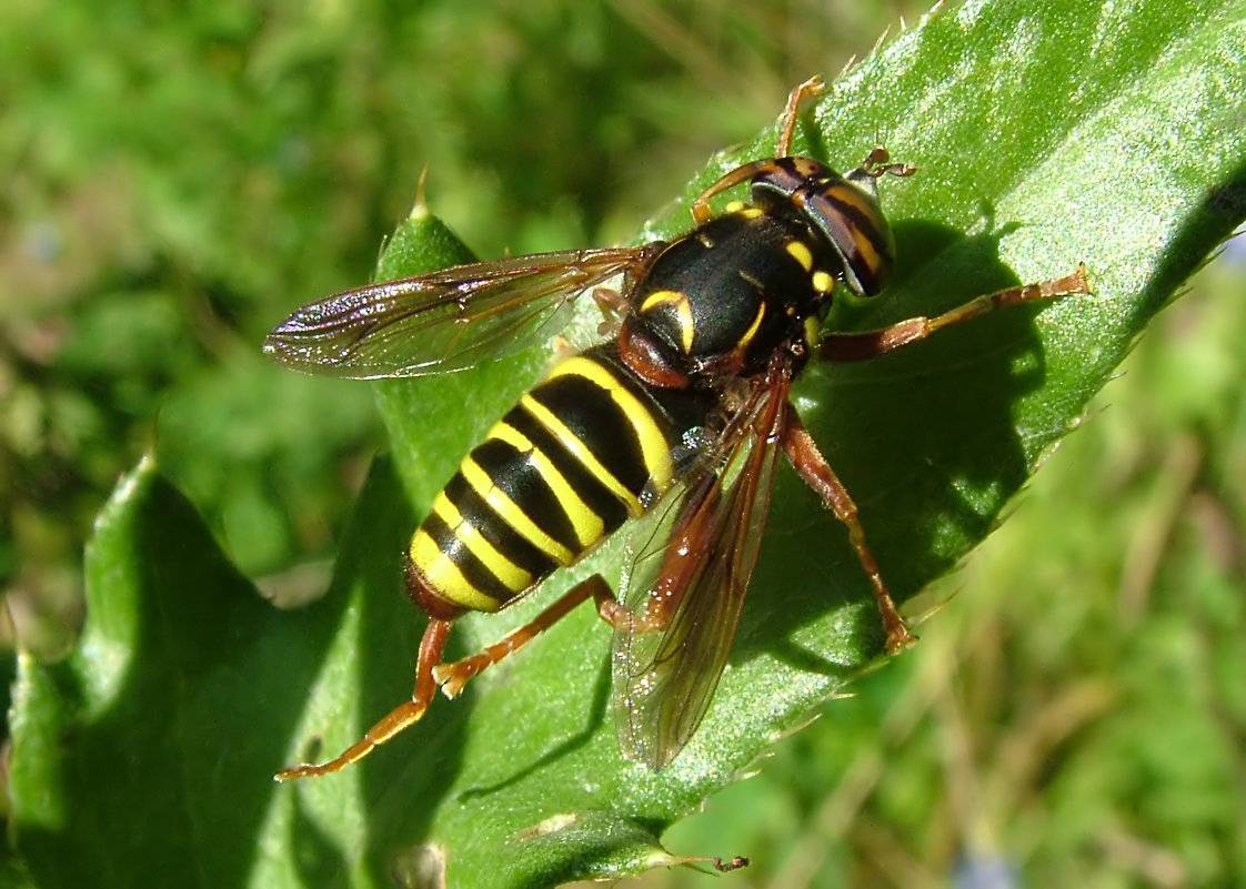 Почему муха журчалка похожа на пчелу. муха журчалка – полезное насекомое. внешний вид и жизненный цикл