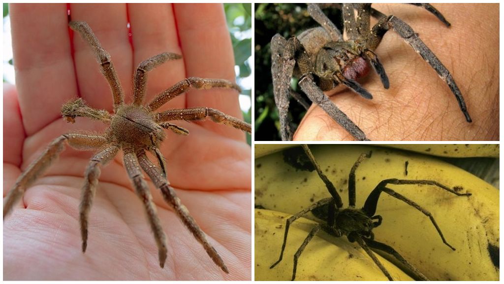 Самый опасный паук в мире: укус и его последствия, образ жизни