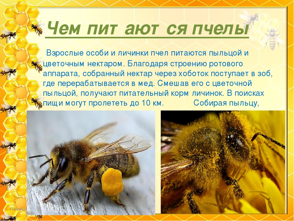Особенности и виды медоносных пчел