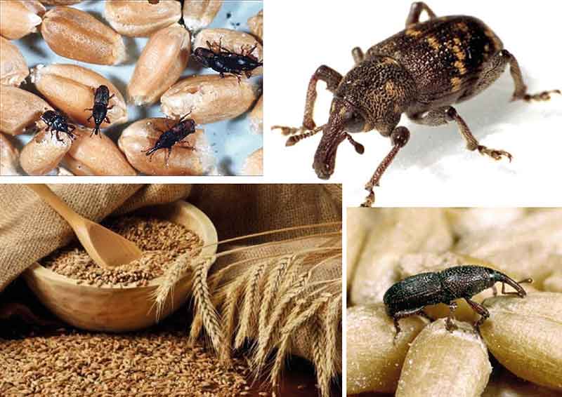 Мучной жук: особенности, вред, борьба, профилактика