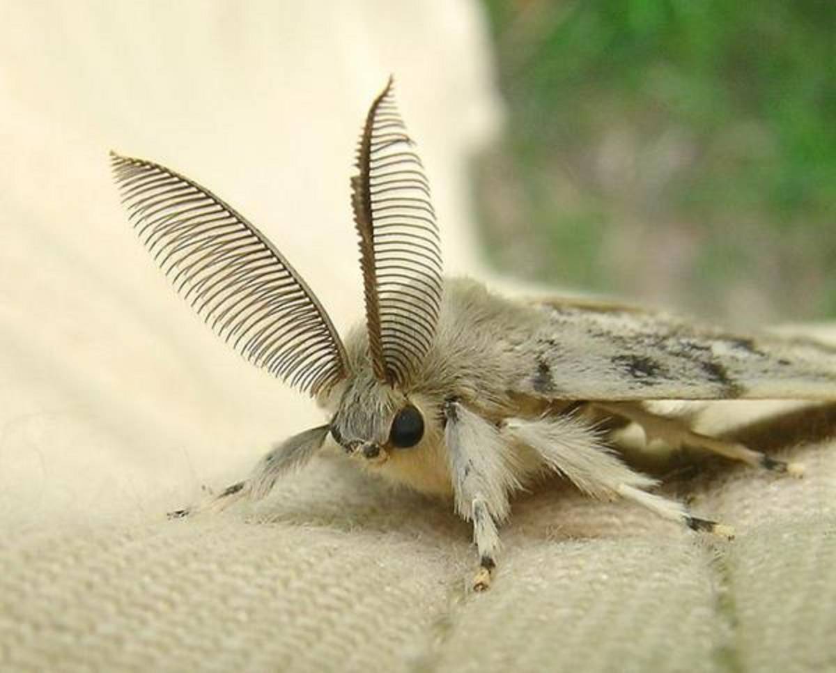 Совки - ночные бабочки. разновидности, фото