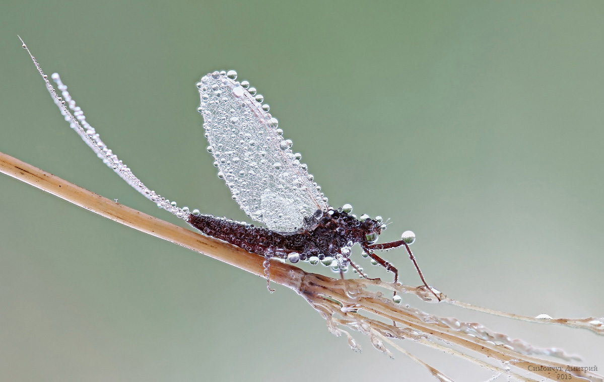 Насекомые главное. Поденки (Ephemeroptera). Субимаго поденки. Поденка белохвостая Имаго. Роение поденок.