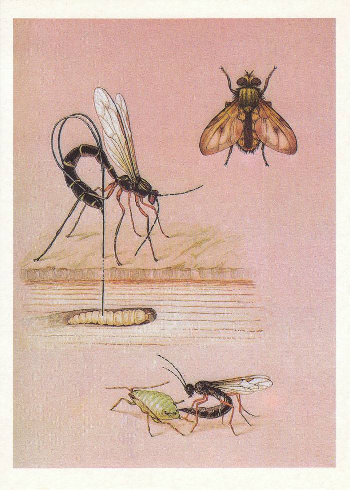Наездник насекомое. образ жизни и среда обитания наездника | животный мир