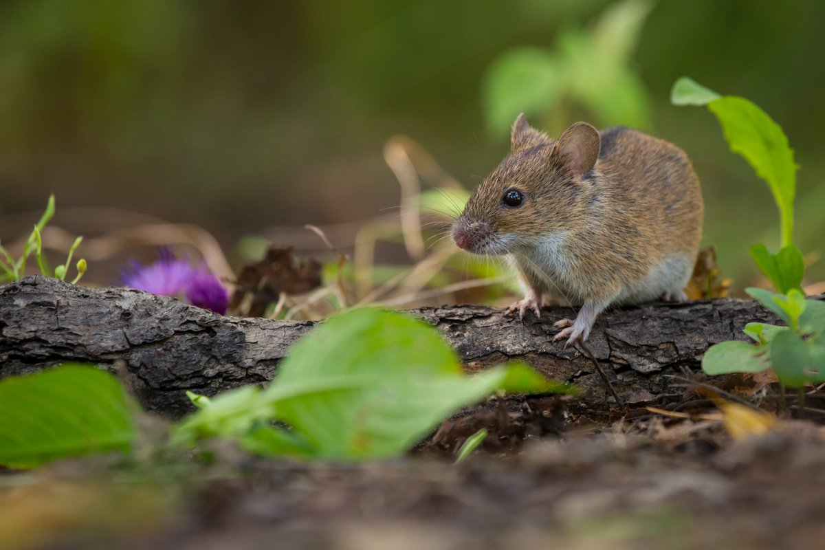 Что едят мыши в природе и в доме? Кто их естественные враги?