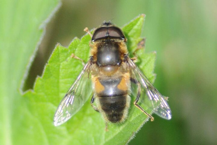 Мясная муха: фото и описание