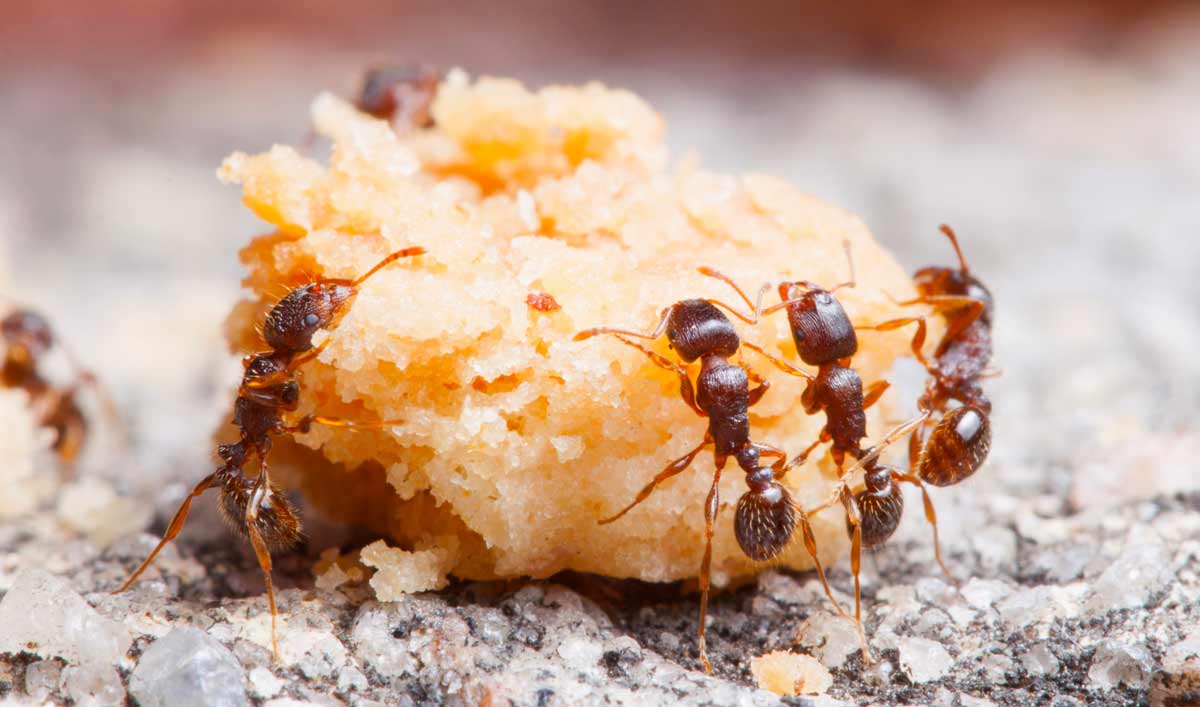 Что едят муравьи?