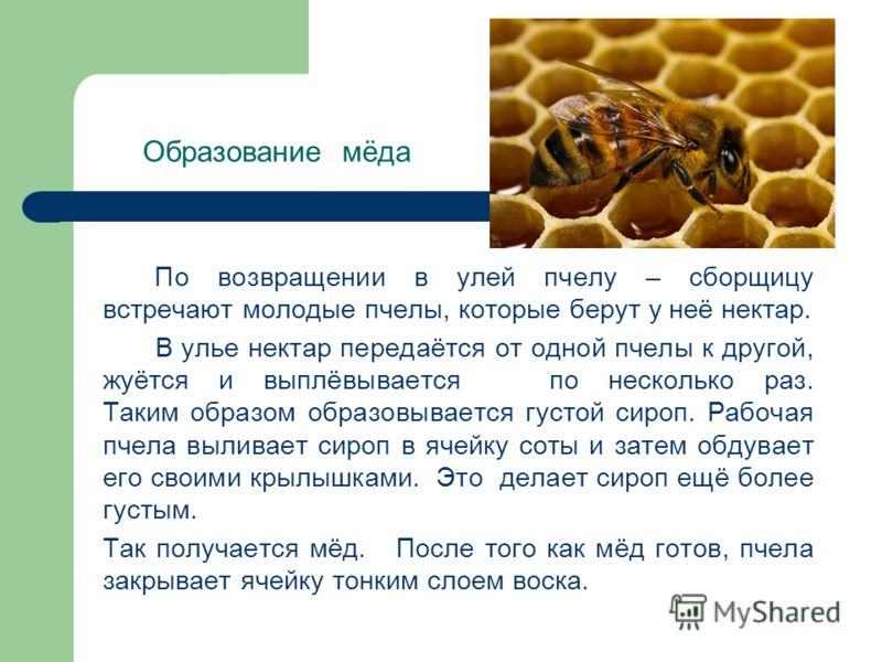 Про пчел для детей: ознакомительная информация, история пчеловодства, интересные факты о насекомых и меде