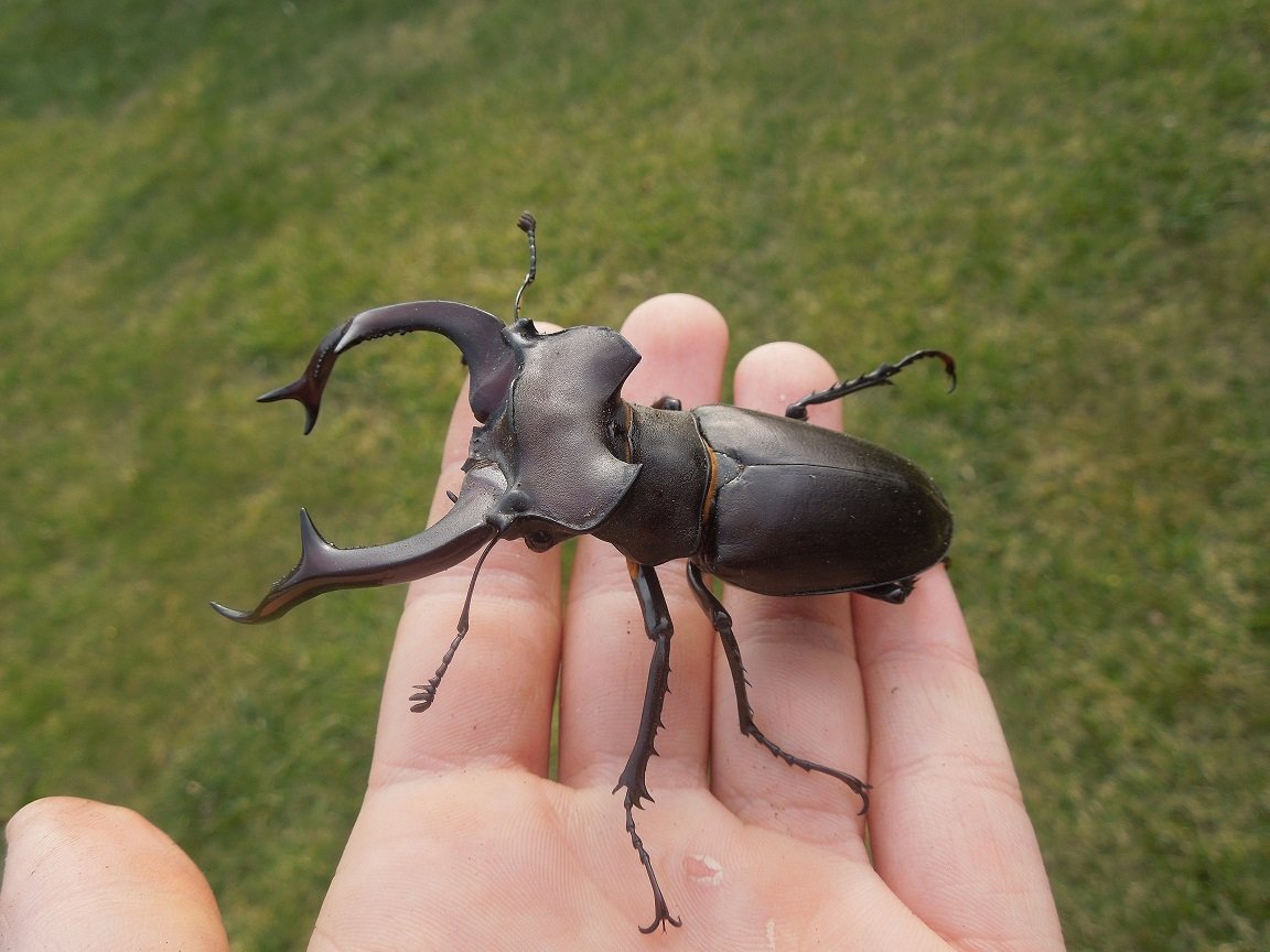 Givotinki.ru. виды больших жуков: стоит ли их бояться?