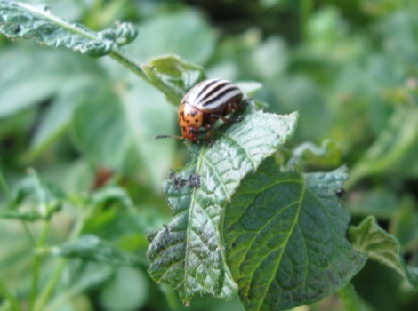 Современные и народные меры борьбы с колорадским жуком