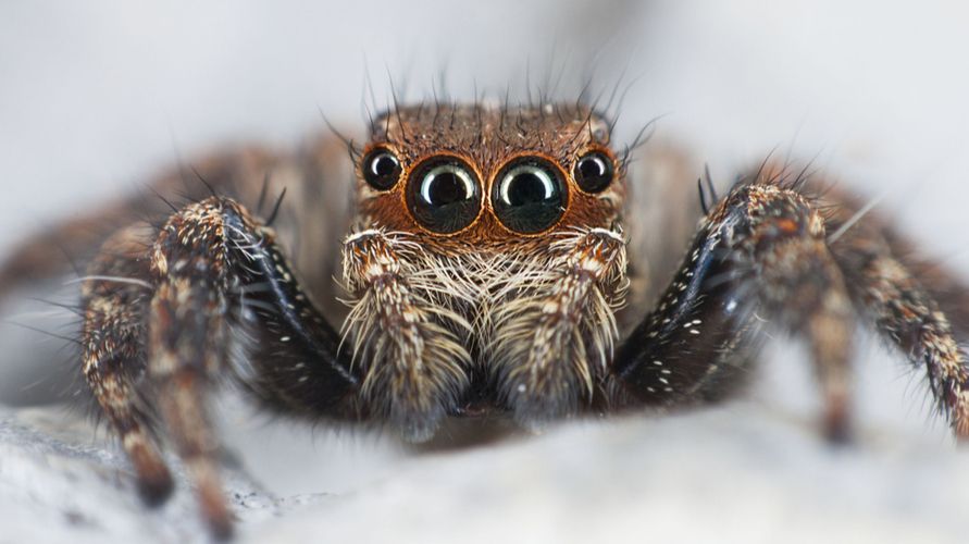 Паук скакун интересные факты. паук прыгун и его необычные глаза