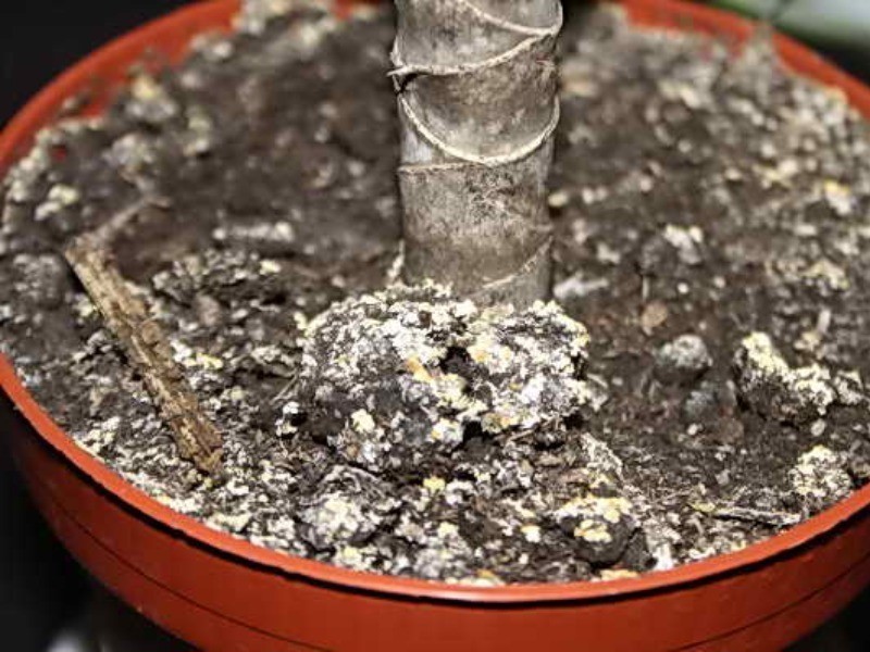 Белый налет на листьях комнатных растений: причины появления на листьях цветов и земле в горшках, а также как избавиться от плесени и пыли
