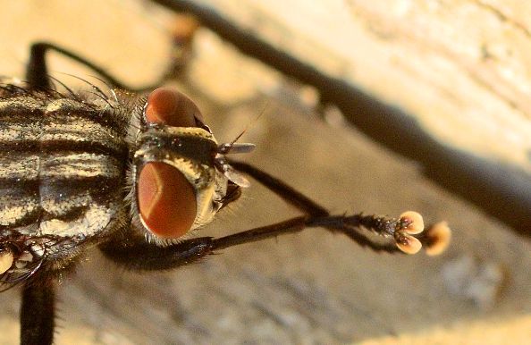 Почему все мухи такие надоедливые? причины, по которым мухи садятся на людей зачем муха садится на человека.