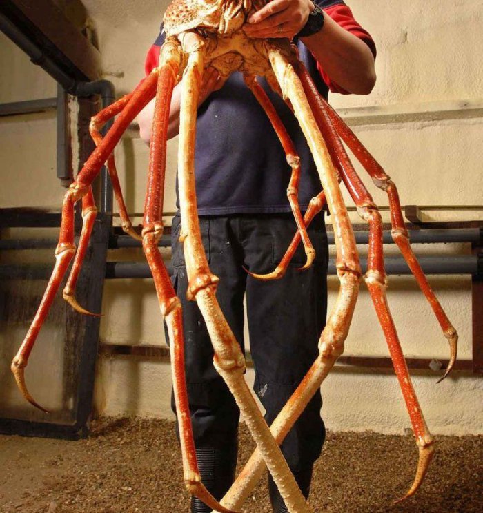 Самый большой паук в мире: фото, размеры - 24сми