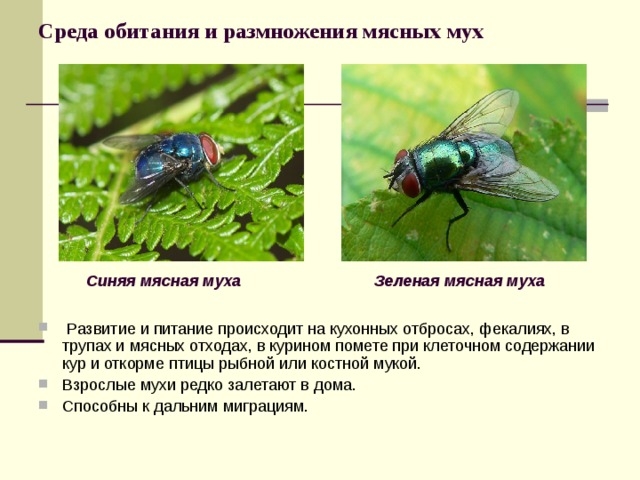 Комнатная муха. развитие, размножение, вред, особенности домашних мух.