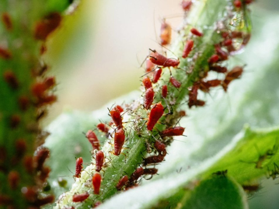 Чем опрыскать деревья от тли и муравьев: во время цветения