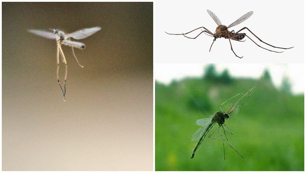 Зачем в природе нужны комары
