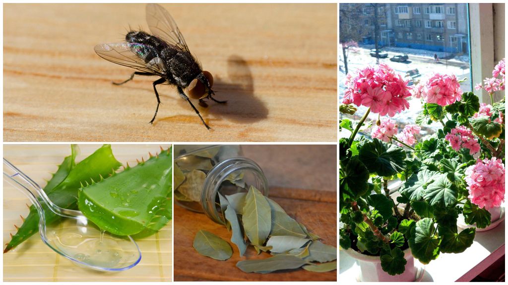 Средства для борьбы с мухами в частном доме и на улице - советы по выбору