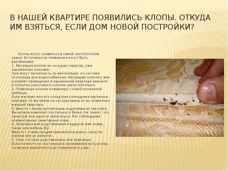 Где живут клопы в квартире и где прячутся днем
