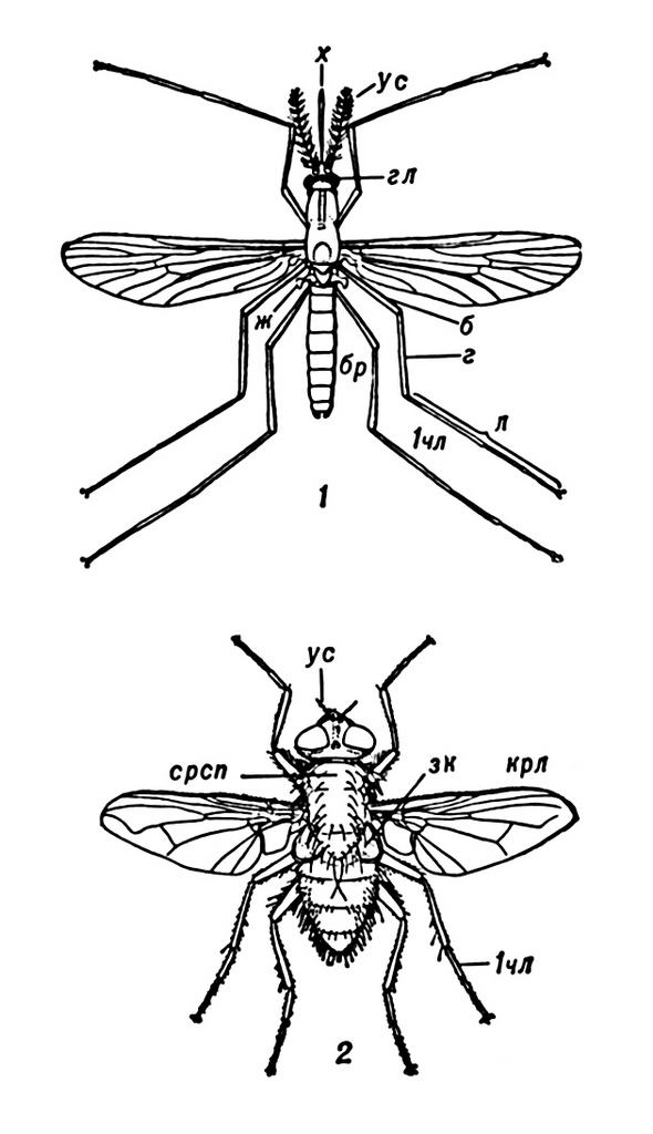 Комар малярийный комар членистоногие двукрылые. Строение двукрылых Имаго. Строение крыльев двукрылых насекомых. Строение крыла малярийного комара. Двукрылые комары.