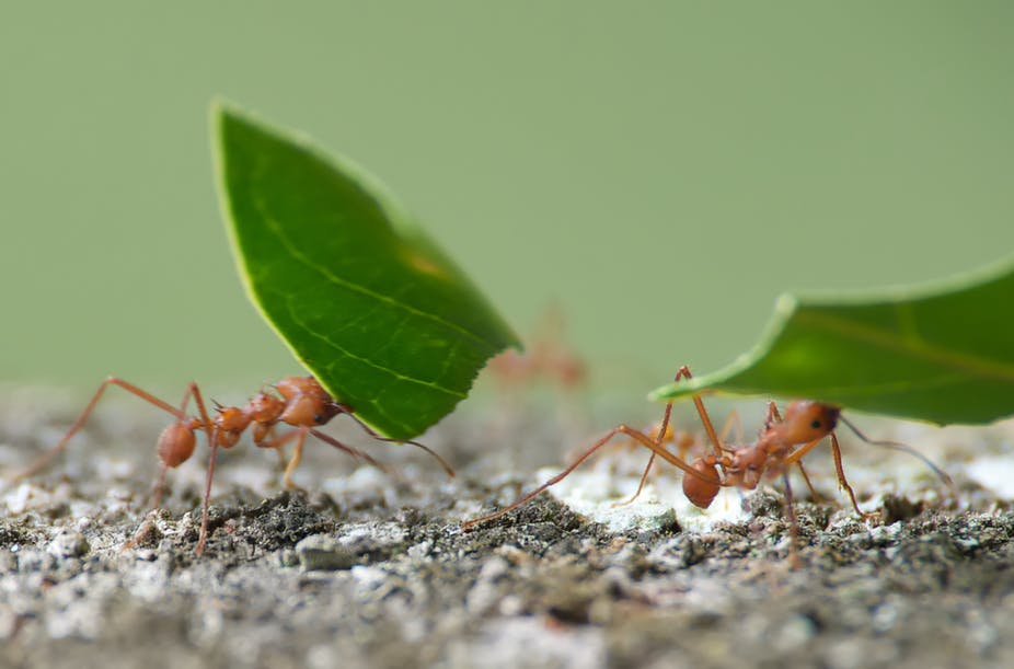 Муравей насекомое. описание, особенности, виды, образ жизни и среда обитания муравья. мир муравья