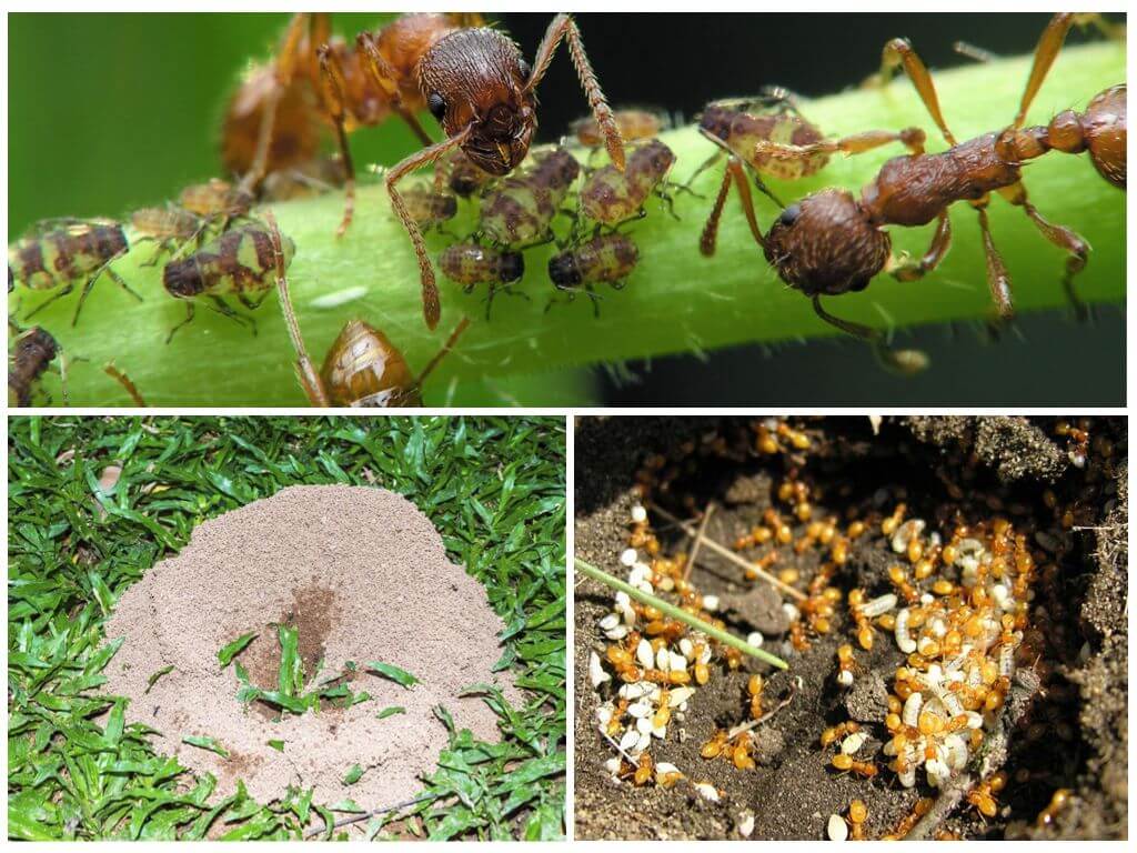 Как избавиться от муравьев на участке? в огороде, в саду, в теплице. народные средства. фото — ботаничка