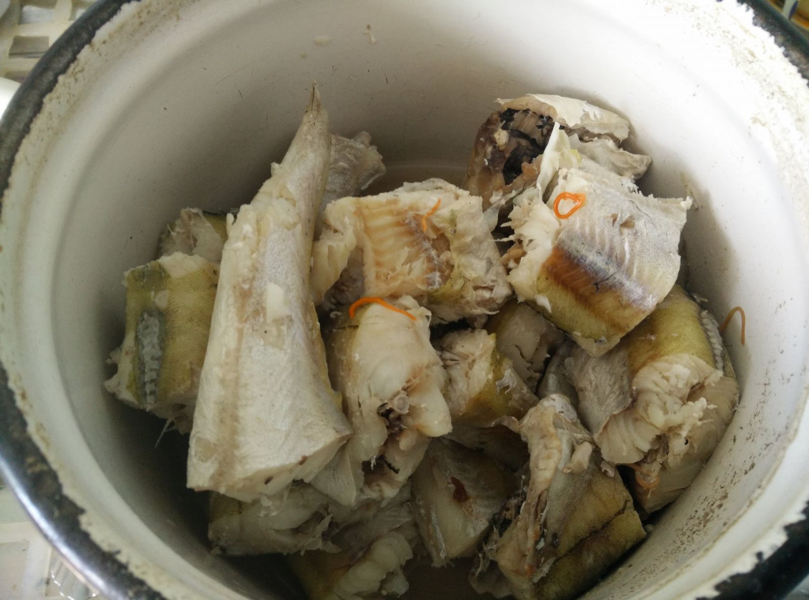 Черви и паразиты в минтае: фото глистов в рыбе и можно ли её есть
