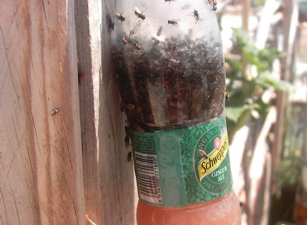Откуда берутся мухи и как с ними бороться: средства, ловушки.