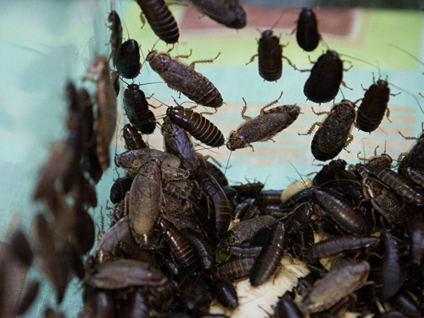 Большие чёрные тараканы: откуда они появляются в квартире и как от них избавиться