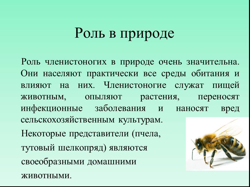 Зачем нужны осы и есть ли от них польза