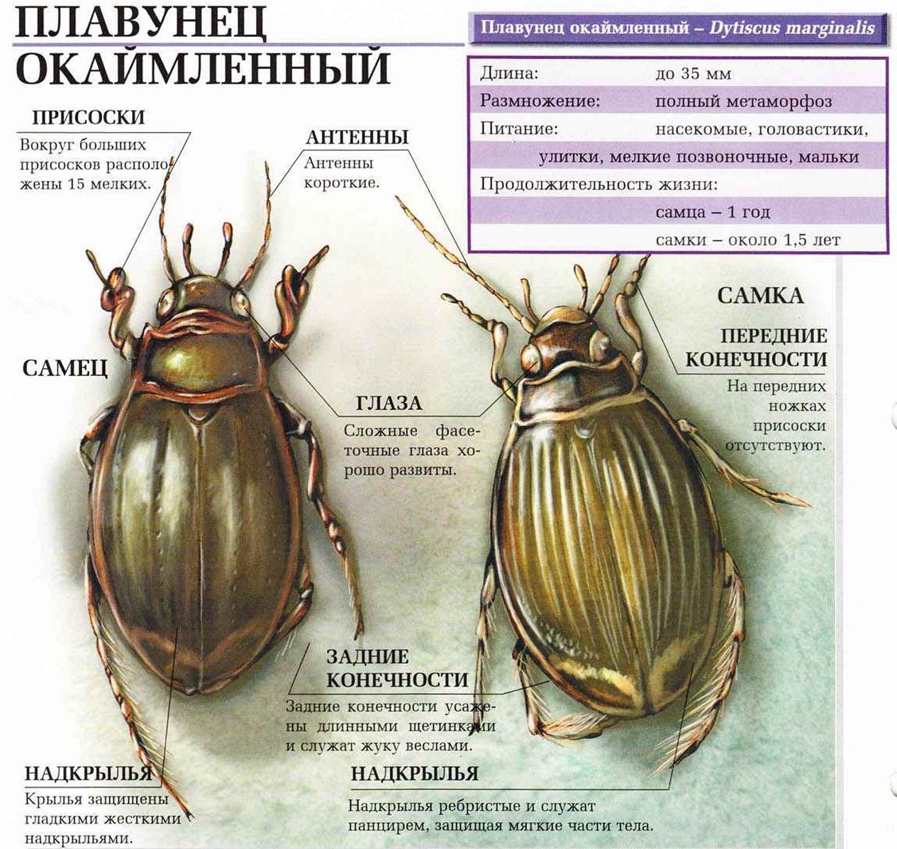 Жук-плавунец: внешний вид и строение, особенности размножения и питания хищных насекомых | buzzbabble.ru