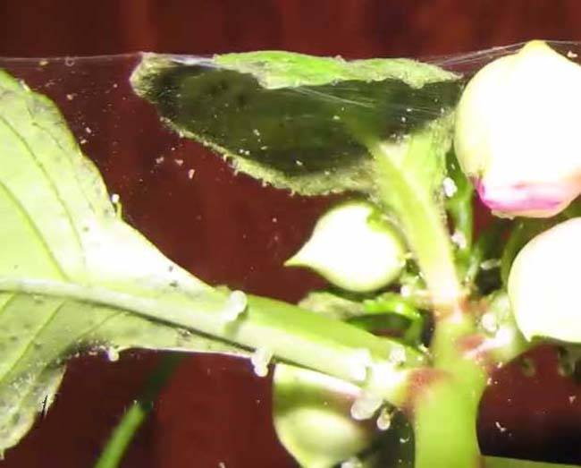 Эффективные методы борьбы с паутинным клещом на розе