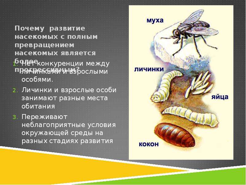 Комнатная муха. развитие, размножение, вред, особенности домашних мух.