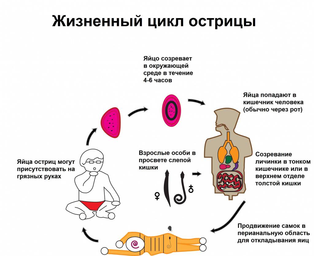 Энтеробиоз у детей
