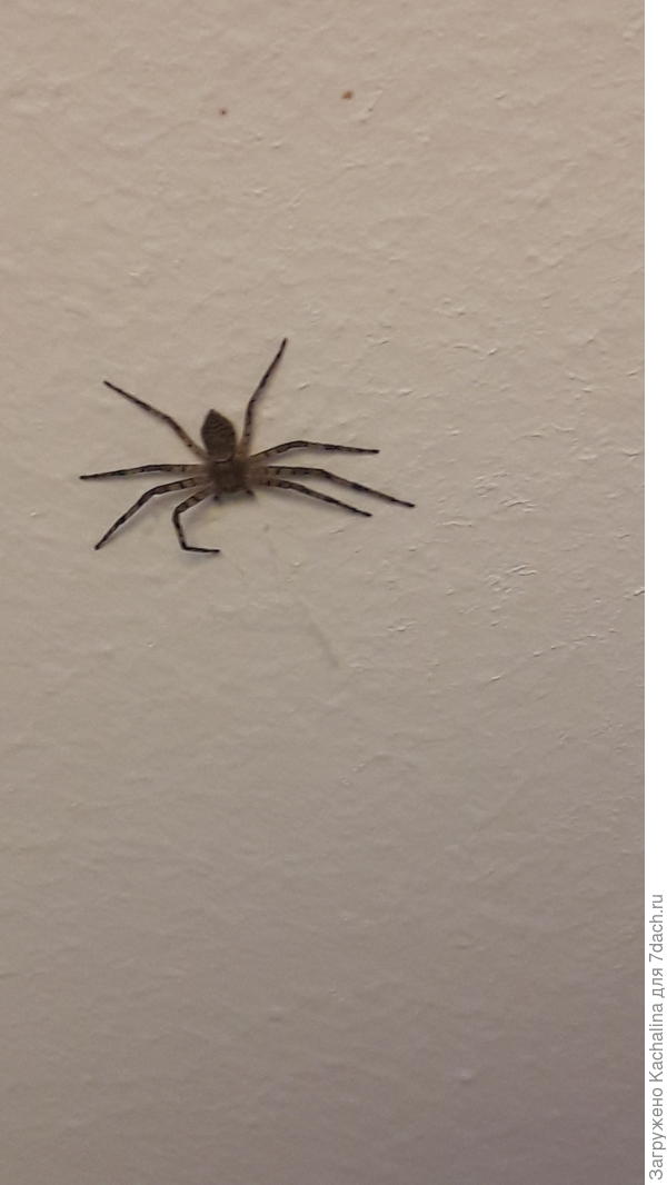 Маленькие домашние пауки. Пауки домашние маленькие. Домашние ядовитые пауки. Паук маленький в квартире. Маленькие пауки в доме.