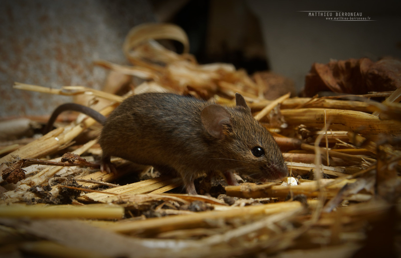 Домовые мыши